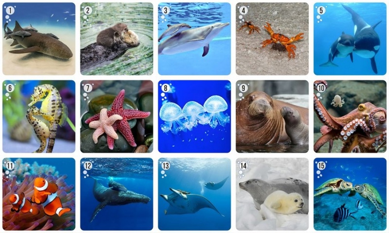 Морские Животные Фото Для Детей