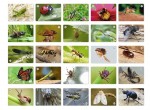 МЕМО Мир насекомых и не только